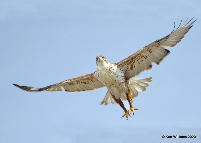 Ferruginous Hawk light morph, Cimarron Co, OK, 2-1-20, Jpa_07396.jpg