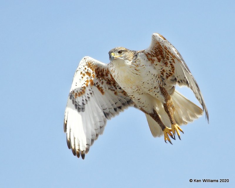 Ferruginous Hawk light morph, Cimarron Co, OK, 2-1-20, Jpa_07397.jpg