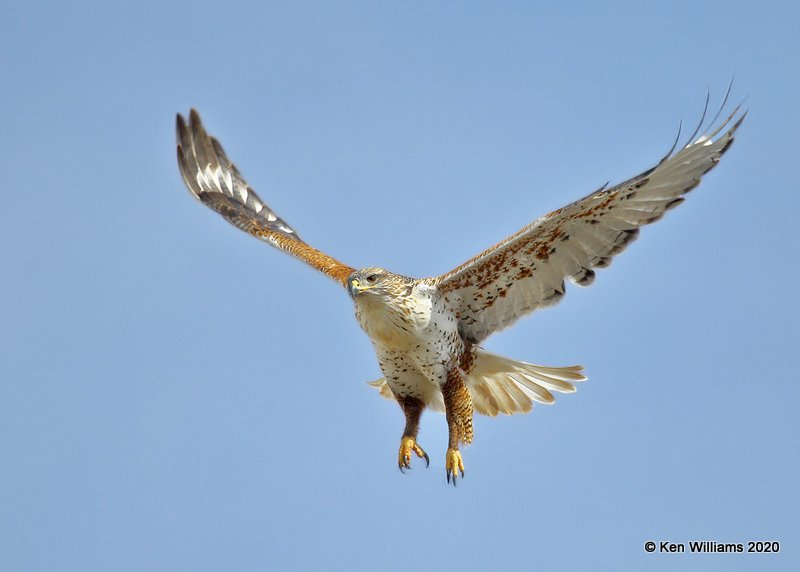 Ferruginous Hawk light morph, Cimarron Co, OK, 2-1-20, Jpa_07399.jpg