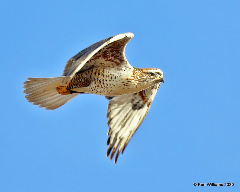 Ferruginous Hawk light morph, Cimarron Co, OK, 2-1-20, Jpa_07612.jpg