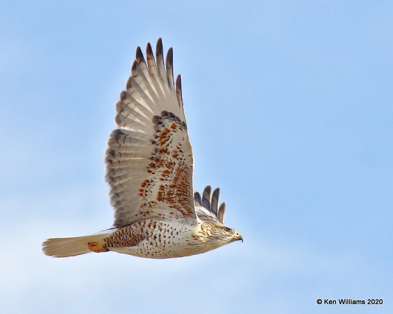 Ferruginous Hawk light morph, Cimarron Co, OK, 2-1-20, Jpa_07614.jpg