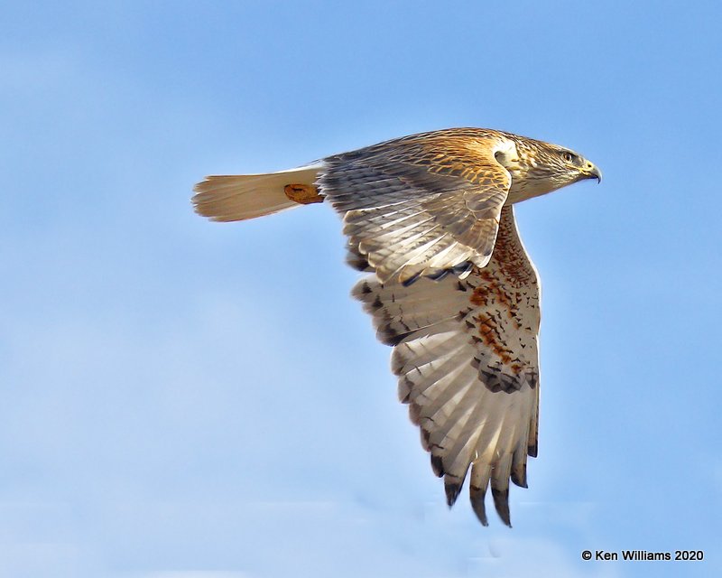 Ferruginous Hawk light morph, Cimarron Co, OK, 2-1-20, Jpa_07615.jpg