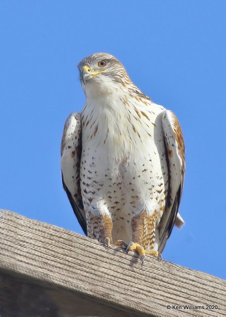 Ferruginous Hawk light morph, Cimarron Co, OK, 2-1-20, Jpa_07618.jpg