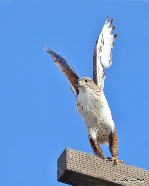 Ferruginous Hawk light morph, Cimarron Co, OK, 2-1-20, Jpa_07629.jpg