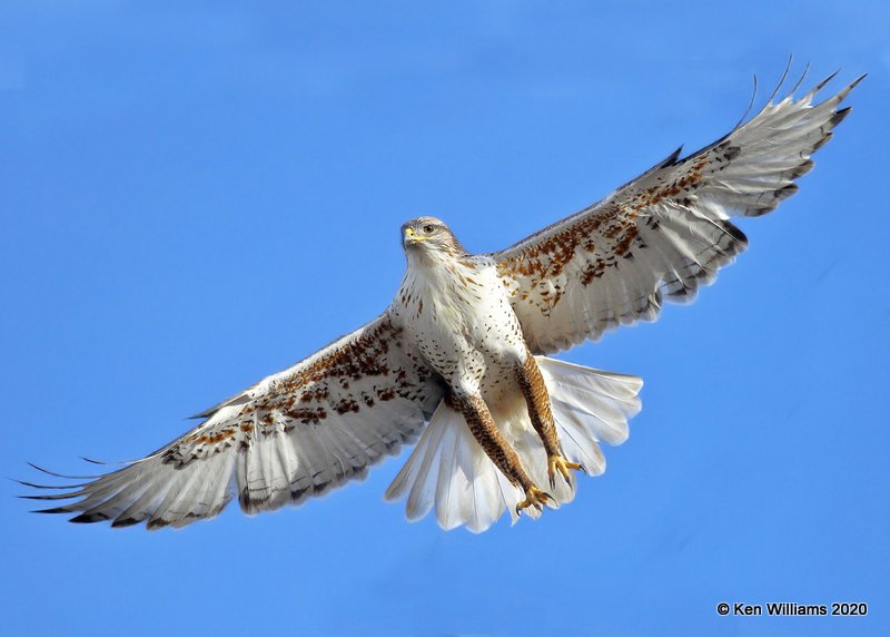 Ferruginous Hawk light morph, Cimarron Co, OK, 2-1-20, Jpa_07630.jpg