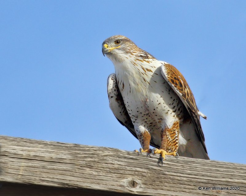 Ferruginous Hawk light morph, Cimarron Co, OK, 2-1-20, Jpa_07639.jpg