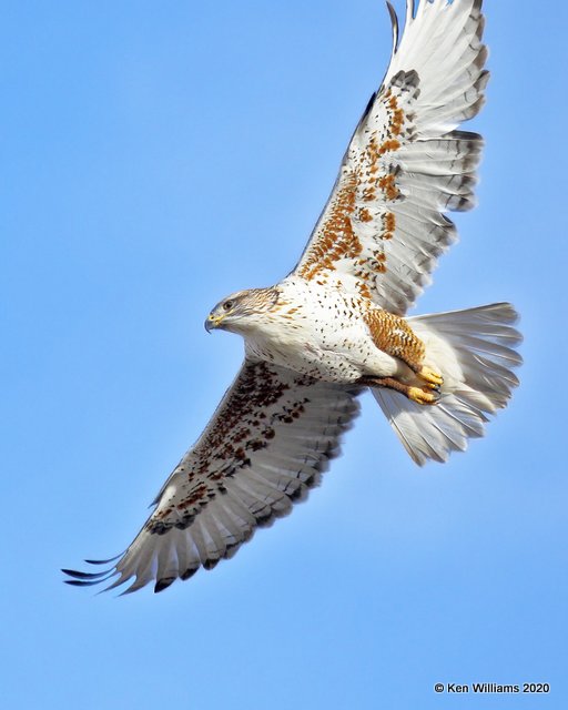 Ferruginous Hawk light morph, Cimarron Co, OK, 2-1-20, Jpa_07643.jpg