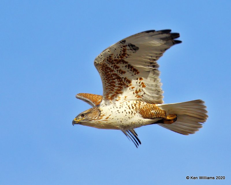 Ferruginous Hawk light morph, Cimarron Co, OK, 2-1-20, Jpa_07645.jpg