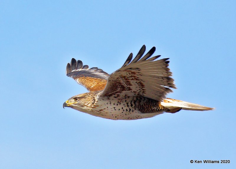 Ferruginous Hawk light morph, Cimarron Co, OK, 2-1-20, Jpa_07649.jpg