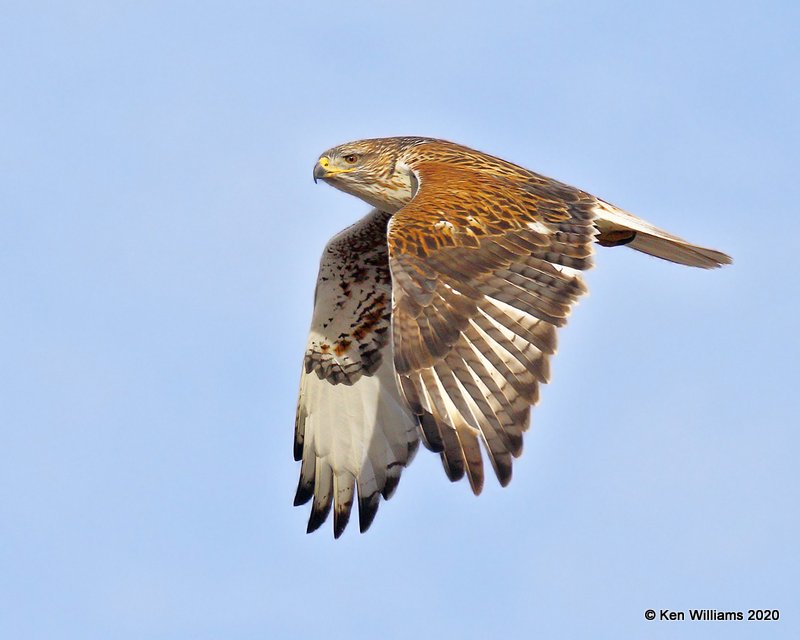 Ferruginous Hawk light morph, Cimarron Co, OK, 2-1-20, Jpa_07652.jpg