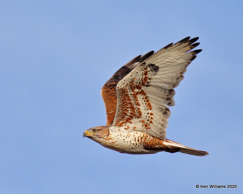 Ferruginous Hawk light morph, Cimarron Co, OK, 2-1-20, Jpa_07653.jpg