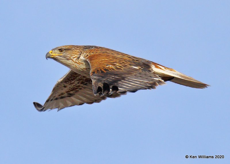 Ferruginous Hawk light morph, Cimarron Co, OK, 2-1-20, Jpa_07654.jpg