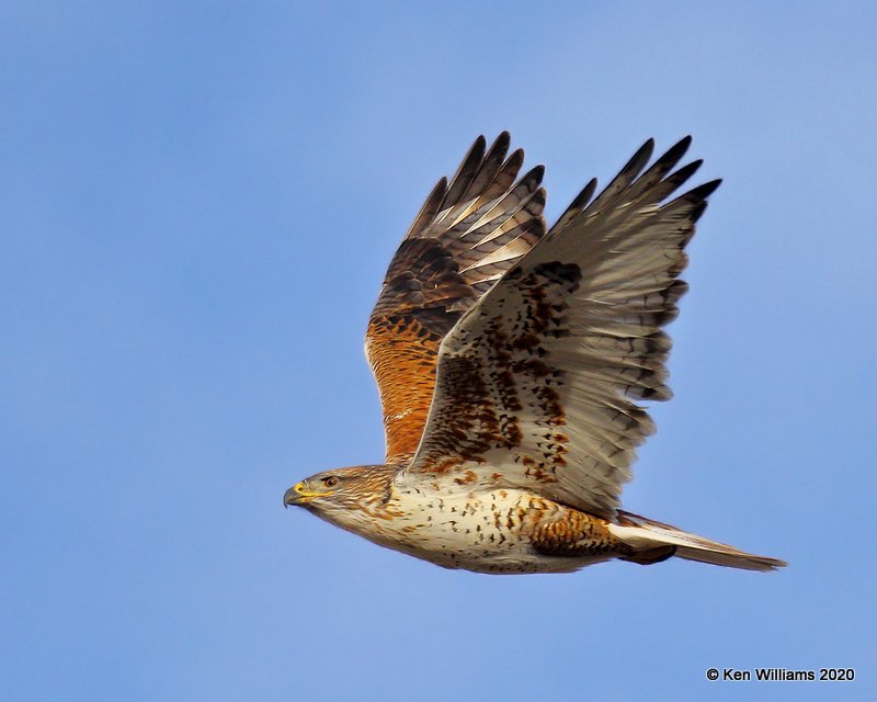 Ferruginous Hawk light morph, Cimarron Co, OK, 2-1-20, Jpa_07655.jpg