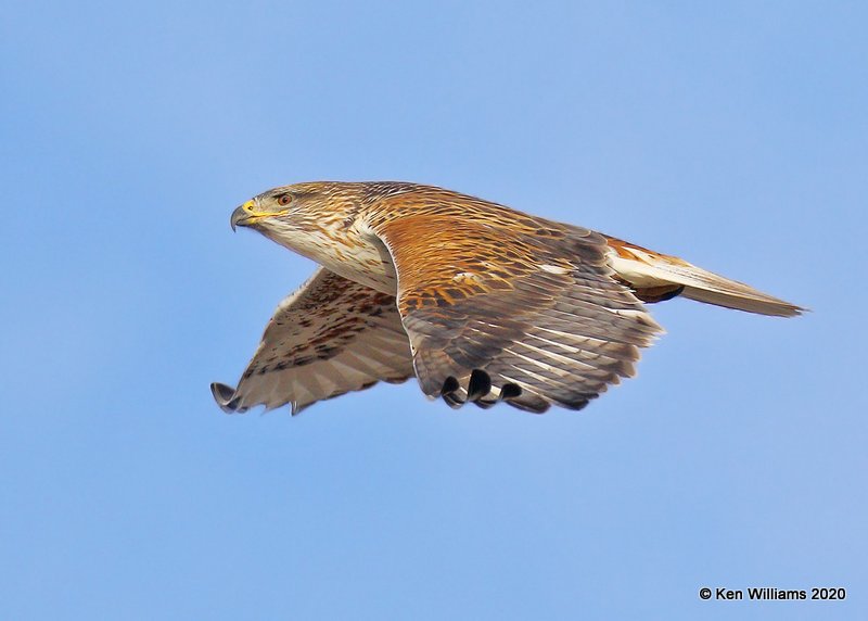 Ferruginous Hawk light morph, Cimarron Co, OK, 2-1-20, Jpa_07656.jpg