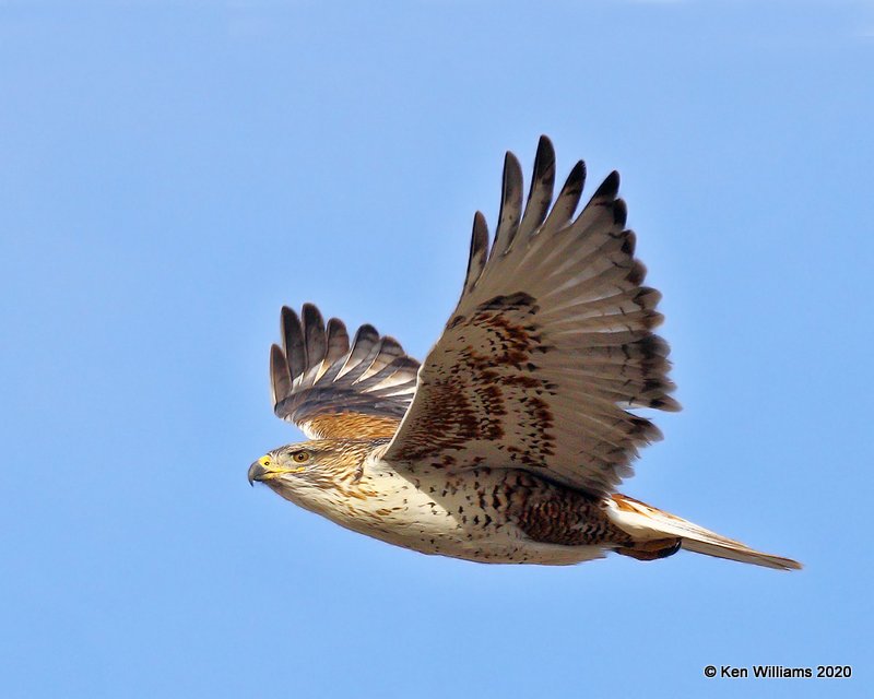 Ferruginous Hawk light morph, Cimarron Co, OK, 2-1-20, Jpa_07658.jpg