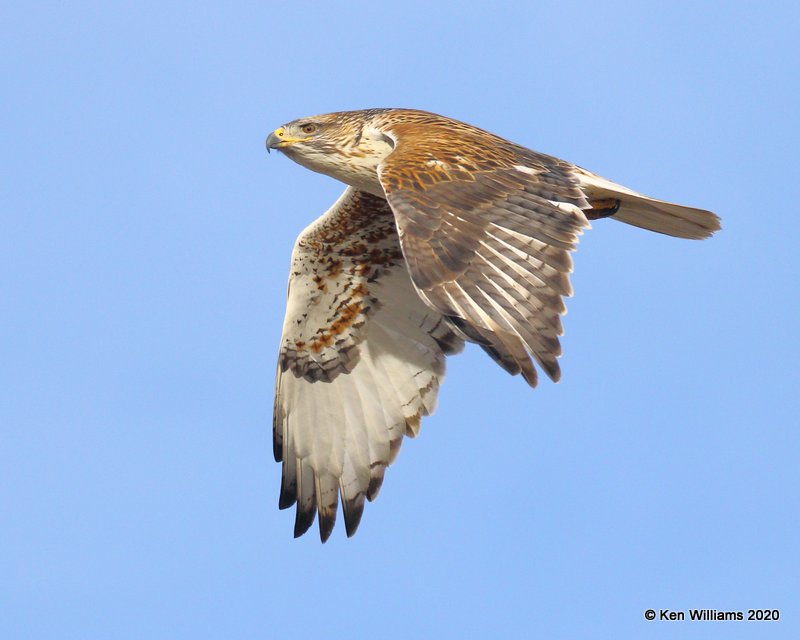 Ferruginous Hawk light morph, Cimarron Co, OK, 2-1-20, Jpa_07659.jpg