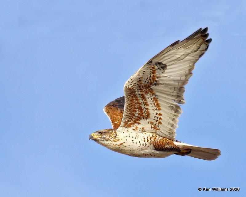 Ferruginous Hawk light morph, Cimarron Co, OK, 2-1-20, Jpa_07660.jpg
