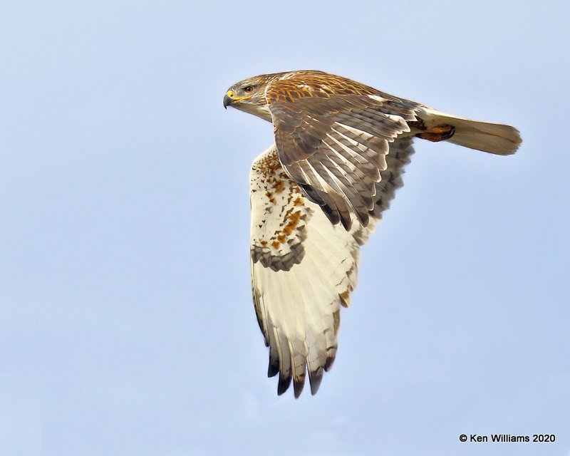 Ferruginous Hawk light morph, Cimarron Co, OK, 2-1-20, Jpa_07663.jpg