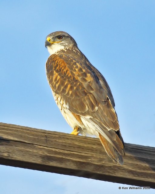 Ferruginous Hawk light morph, Cimarron Co, OK, 2-1-20, Jpa_07928.jpg