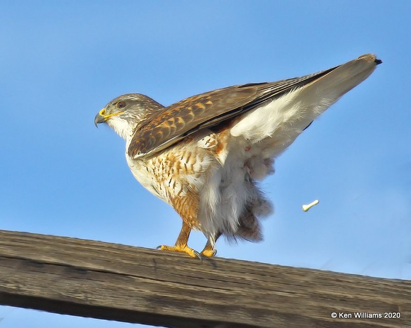 Ferruginous Hawk light morph, Cimarron Co, OK, 2-1-20, Jpa_07943.jpg