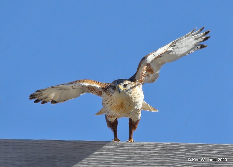 Ferruginous Hawk light morph, Texas Co, OK, 1-31-20, Jpa_06845.jpg