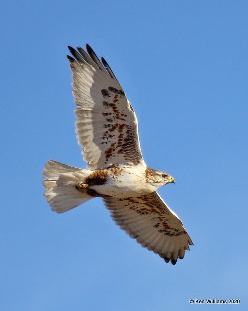 Ferruginous Hawk light morph, Texas Co, OK, 1-31-20, Jpa_06893.jpg