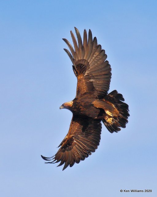 Golden Eagle, Cimarron Co, OK, 2-1-20, Jpa_07693.jpg