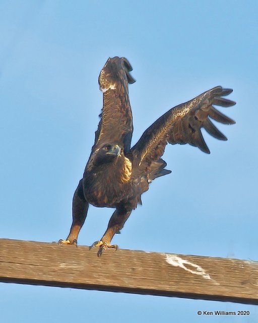 Golden Eagle, Cimarron Co, OK, 2-1-20, Jpa_07701.jpg