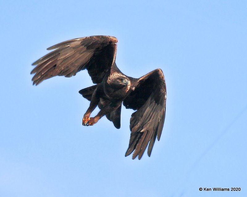 Golden Eagle, Cimarron Co, OK, 2-1-20, Jpa_07704.jpg