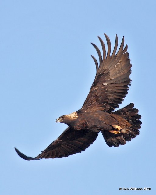 Golden Eagle, Cimarron Co, OK, 2-1-20, Jpa_07735.jpg