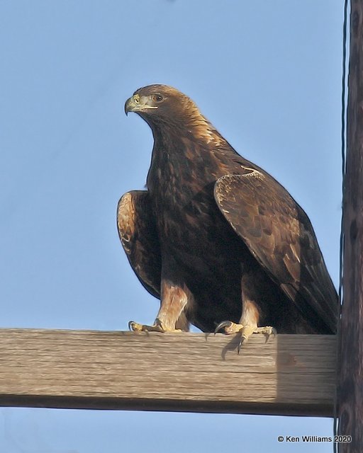 Golden Eagle, Cimarron Co, OK, 2-1-20, Jpa_07744.jpg