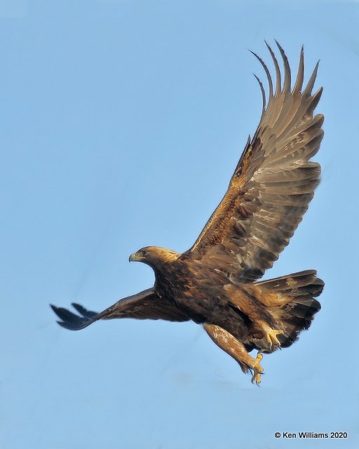 Golden Eagle, Cimarron Co, OK, 2-1-20, Jpa_07757.jpg