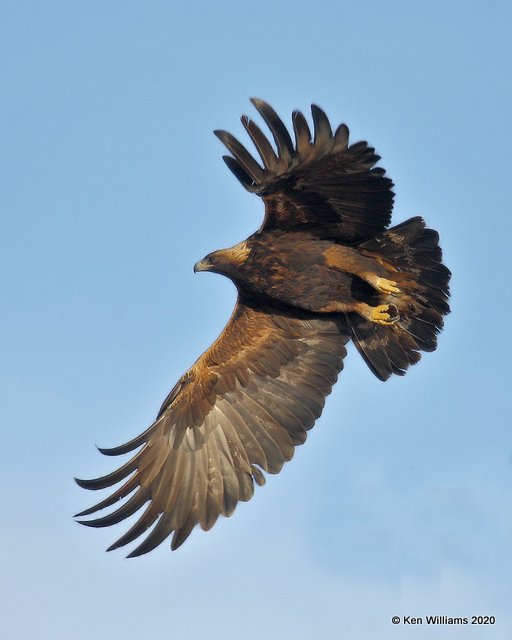 Golden Eagle, Cimarron Co, OK, 2-1-20, Jpa_07761.jpg