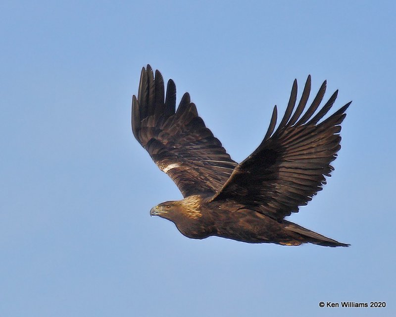 Golden Eagle, Cimarron Co, OK, 2-1-20, Jpa_07812.jpg
