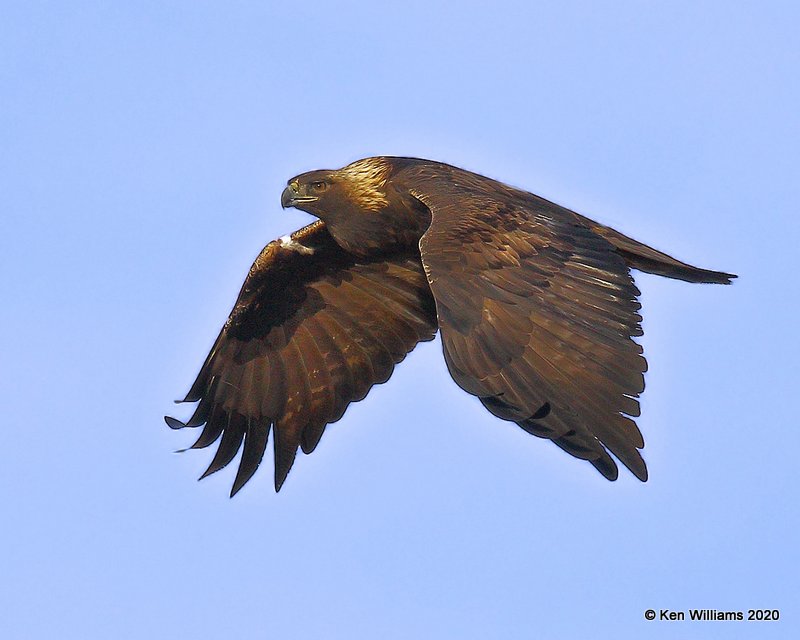 Golden Eagle, Cimarron Co, OK, 2-1-20, Jpa_07817.jpg