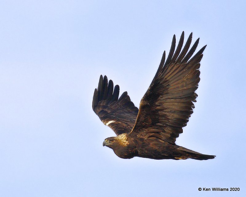 Golden Eagle, Cimarron Co, OK, 2-1-20, Jpa_07818.jpg