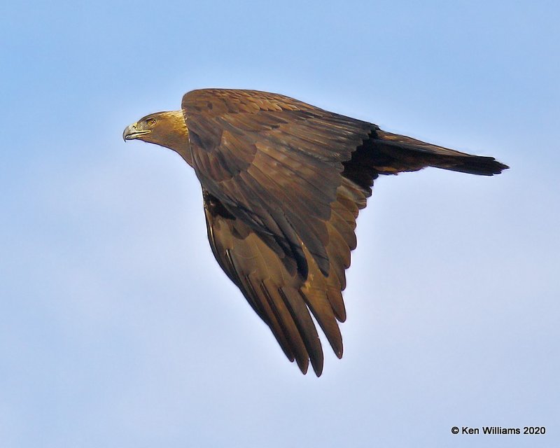 Golden Eagle, Cimarron Co, OK, 2-1-20, Jpa_07826.jpg