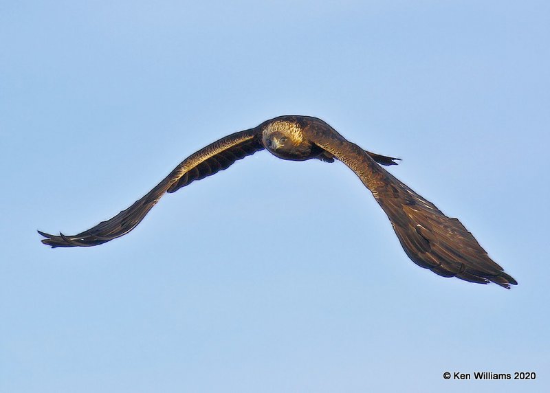 Golden Eagle, Cimarron Co, OK, 2-1-20, Jpa_07848.jpg