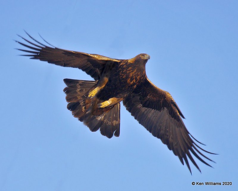 Golden Eagle, Cimarron Co, OK, 2-1-20, Jpa_07858.jpg
