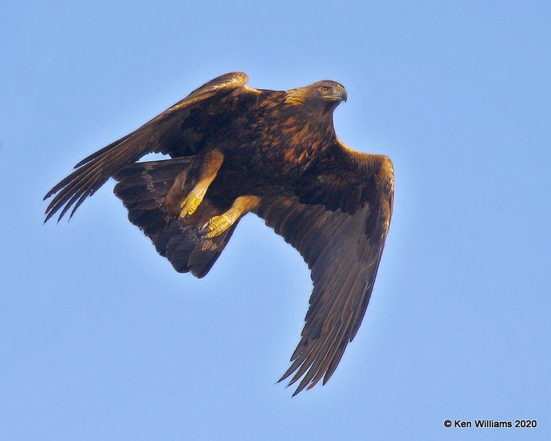 Golden Eagle, Cimarron Co, OK, 2-1-20, Jpa_07859.jpg