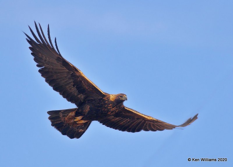 Golden Eagle, Cimarron Co, OK, 2-1-20, Jpa_07861.jpg