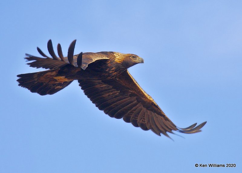 Golden Eagle, Cimarron Co, OK, 2-1-20, Jpa_07865.jpg