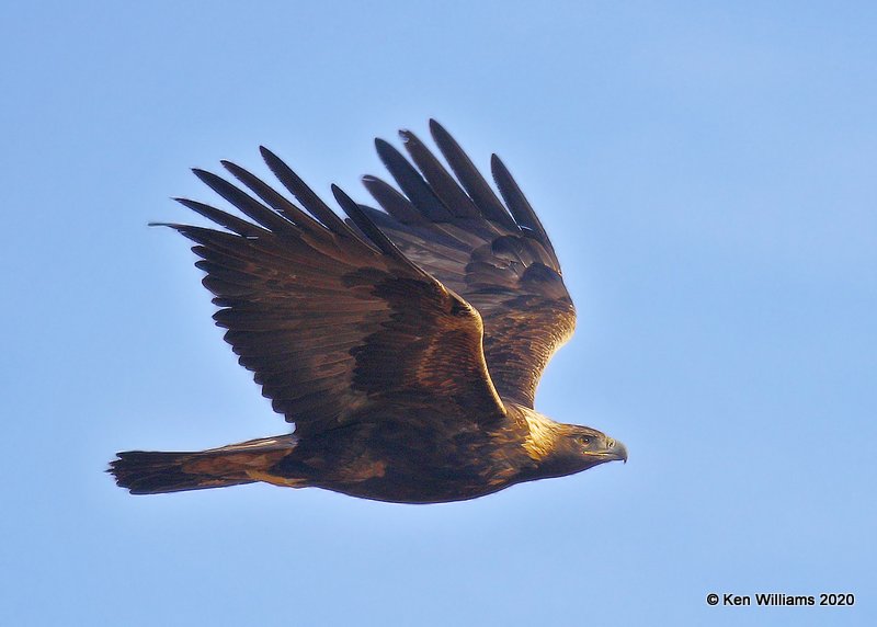 Golden Eagle, Cimarron Co, OK, 2-1-20, Jpa_07870.jpg