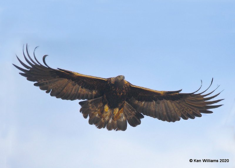 Golden Eagle, Cimarron Co, OK, 2-1-20, Jppa_07857.jpg