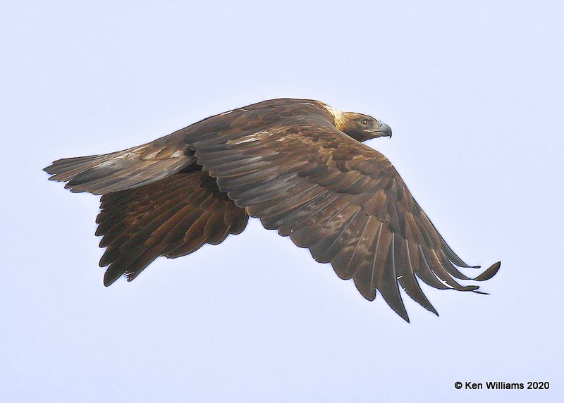 Golden Eagle, Cimarron Co, OK, 2-2-20, Jpa_08639.jpg
