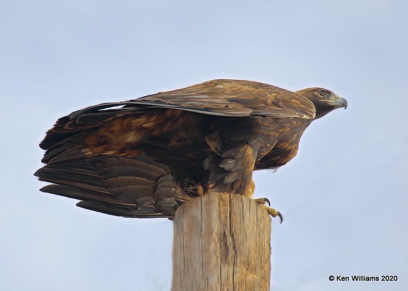 Golden Eagle, Cimarron Co, OK, 2-2-20, Jpa_08644.jpg