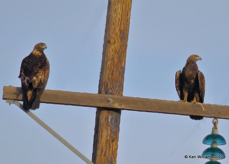 Golden Eagles, Cimarron Co, OK, 2-1-20, Jpa_07781.jpg