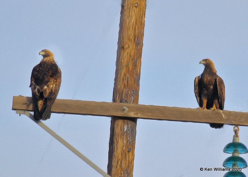 Golden Eagles, Cimarron Co, OK, 2-1-20, Jpa_07786-91.jpg