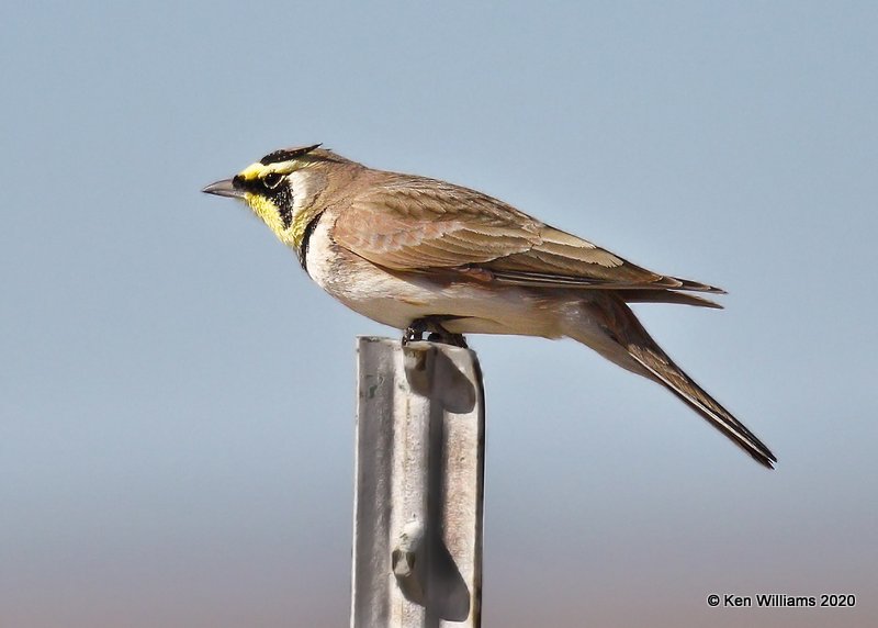 Horned Lark, Cimarron Co, OK, 2-2-20, Jpa_08601.jpg
