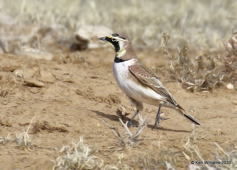 Horned Lark, Cimarron Co, OK, 2-2-20, Jpa_08623.jpg